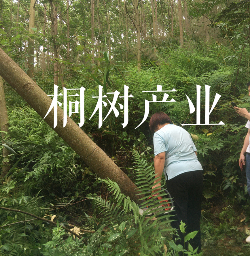 乡村凤凰-桐树产业项目