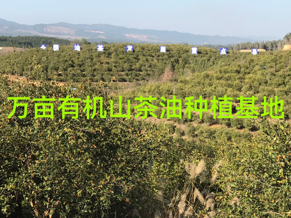 有机山茶油产业项目