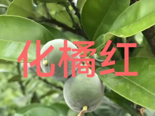 化橘红